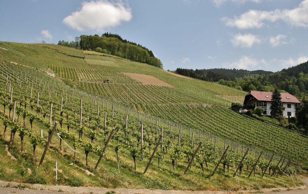 Vignoble en pente raide
