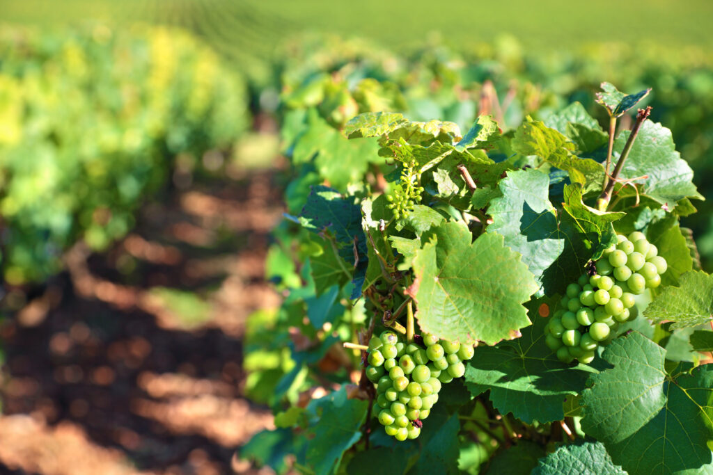 Vigne en dévers