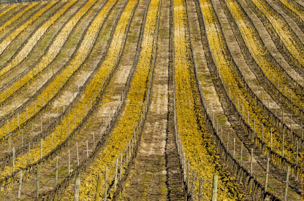 Vigne en dévers