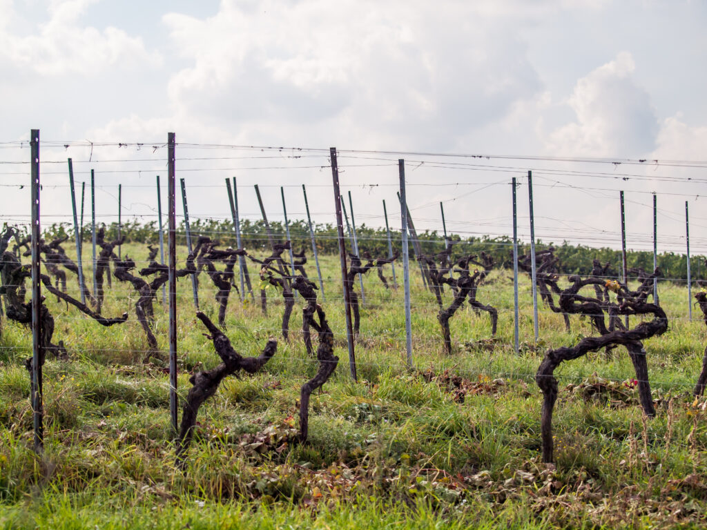 Vigne en dévers