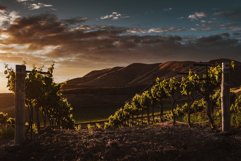 Vignoble en pente raide